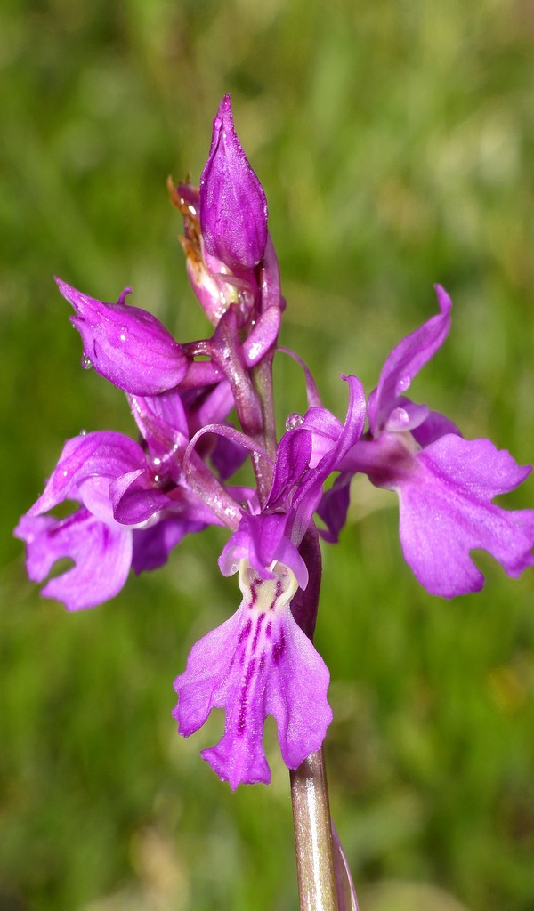 O.pauciflora, O.provincialis, O.quadripunctata, O.xcolemanii, 4 belle Orchis.